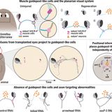 Muscle and neuronal guidepost-like cells facilitate planarian visual system regeneration