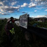 “A big year” for Olathe sweet corn as pickers pluck first ears of the season