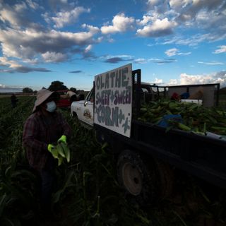 “A big year” for Olathe sweet corn as pickers pluck first ears of the season