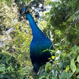 ‘He has screamed relentlessly’: Feral peacock divides Oakland neighborhood