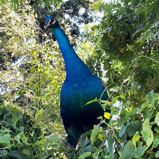 ‘He has screamed relentlessly’: Feral peacock divides Oakland neighborhood