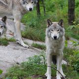 A Canadian Province Killed 463 Wolves for No Good Reason