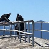 California Condors Return to Sequoia National Park for First Time in 50 Years