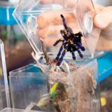 Tarantulas and a bunch of other big, hairy spiders seized from Norway motel