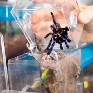 Tarantulas and a bunch of other big, hairy spiders seized from Norway motel