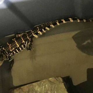 Three arrested in Skowhegan drug bust, alligator confiscated