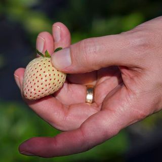 The scientist making Florida strawberries bigger, sweeter and sometimes grape-flavored