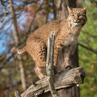 Bobcat that attacked dog then entered Preston home tests positive for rabies