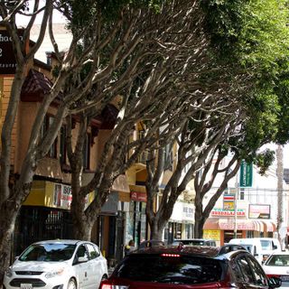 Ficus trees on 24th Street to be removed after lengthy community fight