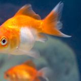 MSNBC public editor: The goldfish network