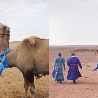 Loyal Camel Walks 100 Km Alone For 7 Days To Find Owners Who Sold It To A Farm Far Away