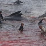 Sea turns red in Faroe Islands as 250 whales slaughtered in 'barbaric' hunt