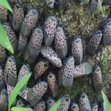 Pennsylvania lawmakers look to protect farmers through funding to combat spotted lanternfly