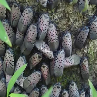 Pennsylvania lawmakers look to protect farmers through funding to combat spotted lanternfly