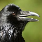 Aristophanes the Raven Came to Rehab at Portland Audubon in 2008. He’s Never Left.