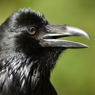 Aristophanes the Raven Came to Rehab at Portland Audubon in 2008. He’s Never Left.