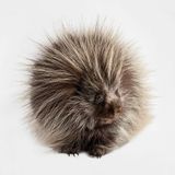 Prickly porcupines mate without hurting each other. Here’s how.