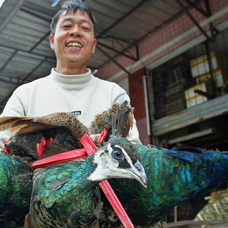 China has made eating wild animals illegal after the coronavirus outbreak. But ending the trade won't be easy | CNN