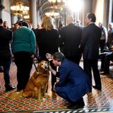 Ban on sale of animals in pet stores passes New York Senate