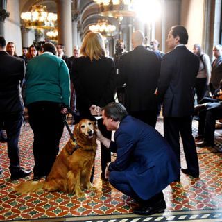 Ban on sale of animals in pet stores passes New York Senate