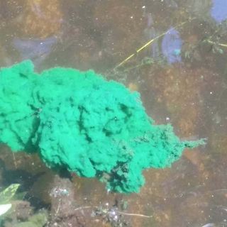 Dog feces help create toxic algae blooms in South Portland ponds