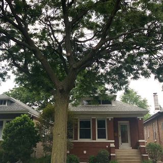 Who Speaks for Chicago’s Trees? Aldermen to Propose New Urban Forest Advisory Board