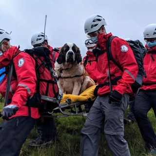 Roles reversed as a St. Bernard dog was the one that needed rescuing from England's tallest mountain