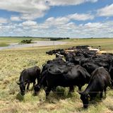 These farmers say their cows can solve the climate crisis