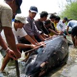 Scientists Investigate Deaths Of Rarely-Seen Beaked Whales Stranded On Maine Coast