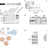 An alphavirus-derived replicon RNA vaccine induces SARS-CoV-2 neutralizing antibody and T cell responses in mice and nonhuman primates