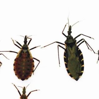 Kissing bugs, a cute name with not so cute side effects, spiking in Texas