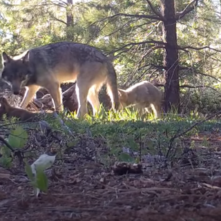 California's Only Known Gray Wolf Pack Has Eight New Pups