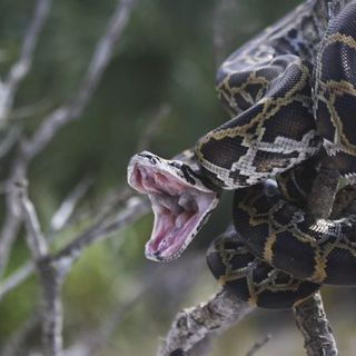 Python parasite spreading among Florida’s native snakes