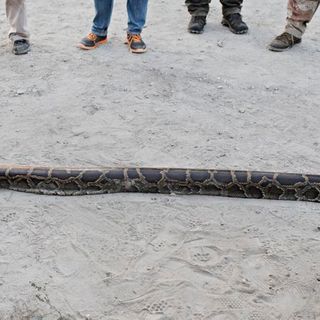 A Florida milestone: 5,000 captured Burmese pythons