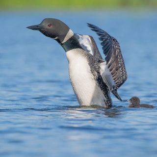 More boaters mean more threats to loons on Minn. lakes