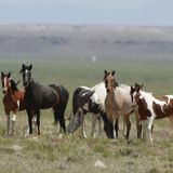 Wyoming Authorities Investigate Alleged Sexual Abuse of Horses