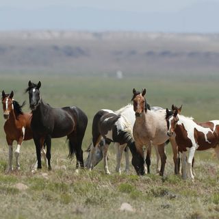 Wyoming Authorities Investigate Alleged Sexual Abuse of Horses