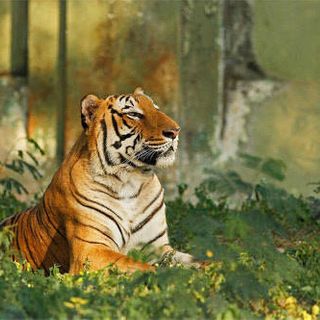 India's tiger population has nearly doubled in 12 years