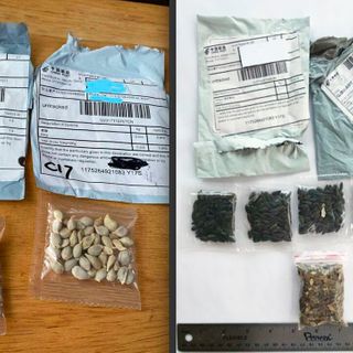 Mysterious unsolicited seed packets from China received by Hawaii residents