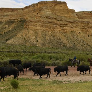 In western Colorado, wary ranchers eye wolves' arrival and fear urban voters will introduce more