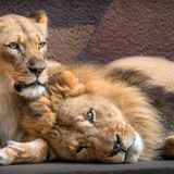 L.A. Zoo mourns loss of beloved pair of African lions who were loyal companions