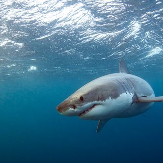 White shark spotted off Bailey Island