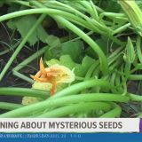 Booneville man plants mysterious seeds from China being sent across the U.S.