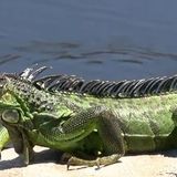 National Weather Service warns of falling iguanas