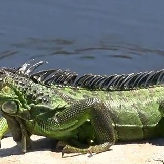 National Weather Service warns of falling iguanas