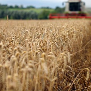 Vertical Farms Could Grow All the Wheat We Need—But at a Cost