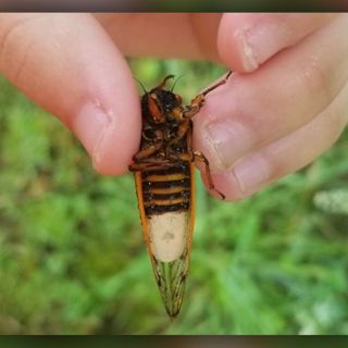 Mind-controlling fungus makes zombie cicadas lure other cicadas to a zombie fate