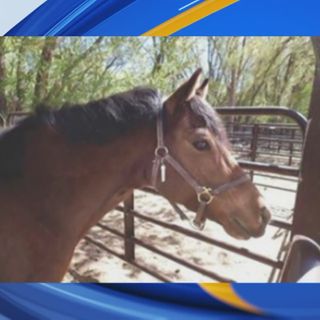 Reward jumps to $30K for information on killing of Corrales pony