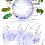 Multiple origins of green coloration in frogs mediated by a novel biliverdin-binding serpin