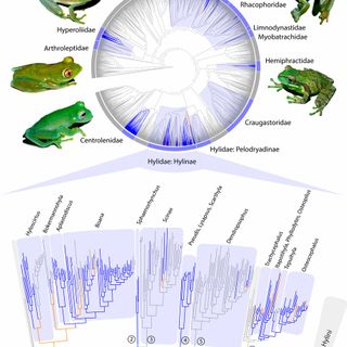 Multiple origins of green coloration in frogs mediated by a novel biliverdin-binding serpin